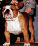 English bulldog : CH Nobozz Rodney Tiger